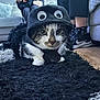 Boo-Boo joined the competition — help win amazing prizes! cat, costume, black_rug, living_room, couch, person, shoes, hood, animal, pet, floor, wood_floor, furniture, indoor, cute, tabby_cat, white_paws, black_and_white, relaxed, cozy