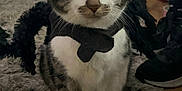 Boo-Boo is registered to the contest to win money with this photo: cat, costume, spider, black, white, pet, indoor, carpet, person, pants, shoes, furniture, sofa, wood_floor, animal, cute, sitting, fur, whiskers, expression