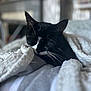 cat, black_and_white, sleeping, blanket, cozy, indoor, pet, whiskers, close_up, feline, resting, soft_texture, comfort, domestic, fur, relaxation, nap, warm, home, cute