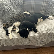 Domino is registered to the contest to win money with this photo: cat, cats, sleeping, couch, blanket, pillow, fur, indoor, relaxing, cozy, black_and_white_cat, tabby_cat, wood_floor, home, pet, animal, resting, domestic_cat, feline, two_cats