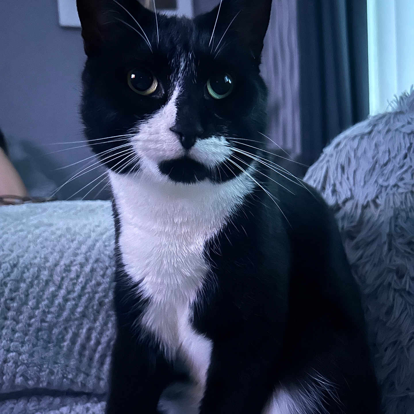 Domino joined the competition — help win amazing prizes! animal, black_and_white, blanket, cat, close_up, cozy, curious, cute, domestic_cat, feline, fur, furniture, home, indoor, pet, portrait, relaxed, sitting, tuxedo_cat, whiskers