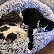 Boo Boo is registered to the contest to win money with this photo: cat, cats, pet_bed, fluffy, cozy, sleeping, resting, tabby_cat, black_and_white_cat, indoor, feline, animal, wood_floor, cushion, soft_texture, relaxing, companion, fur, home, cute