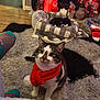 Boo Boo is registered to the contest to win money with this photo: cat, scarf, pet_bed, carpet, holiday_decorations, fireplace, living_room, flowers, plush_toy, festive_lighting, black_cat, striped_cat, red_scarf, cozy, indoor, home, wood_floor, blanket, ornaments, relaxed