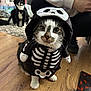 animal, black_and_white_cat, cat, clothing, costume, curious, cute, face, flooring, furniture, halloween, home, indoor, kneeling, person, pet, sitting, skeleton, whiskers, wooden_floor