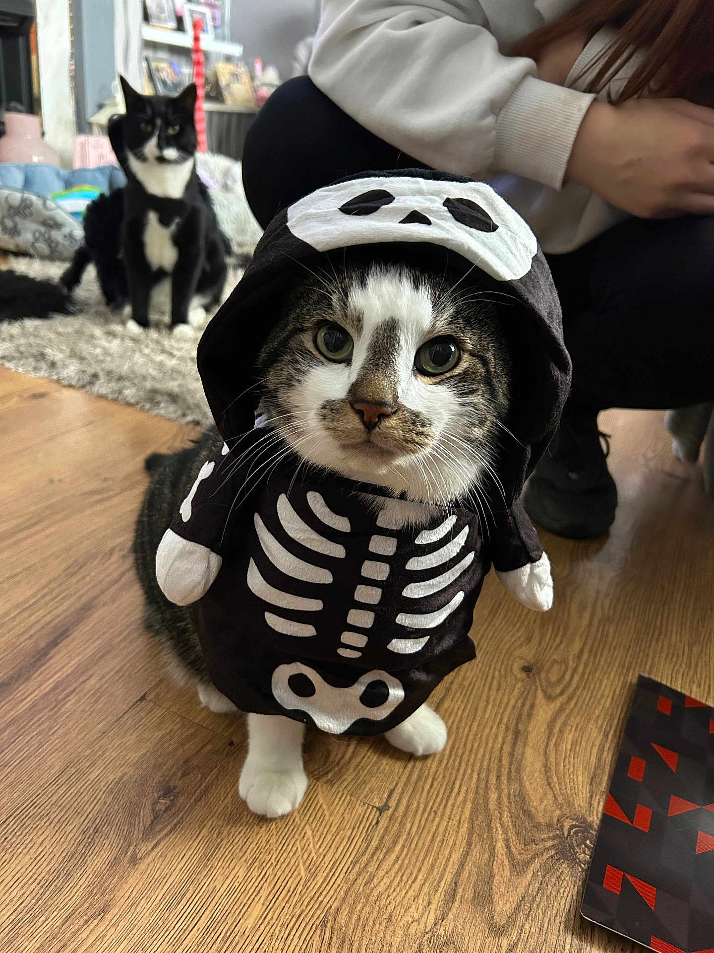 Boo Boo joined the competition — help win amazing prizes! cat, costume, skeleton, pet, indoor, flooring, wooden_floor, black_and_white_cat, animal, cute, halloween, clothing, person, kneeling, furniture, home, curious, sitting, face, whiskers
