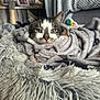 animal, blanket, cat, comfort, cozy, cushion, cute, domestic, face, fur, furniture, home, indoor, pet, photographs, relaxing, resting, scratching_post, soft, tabby