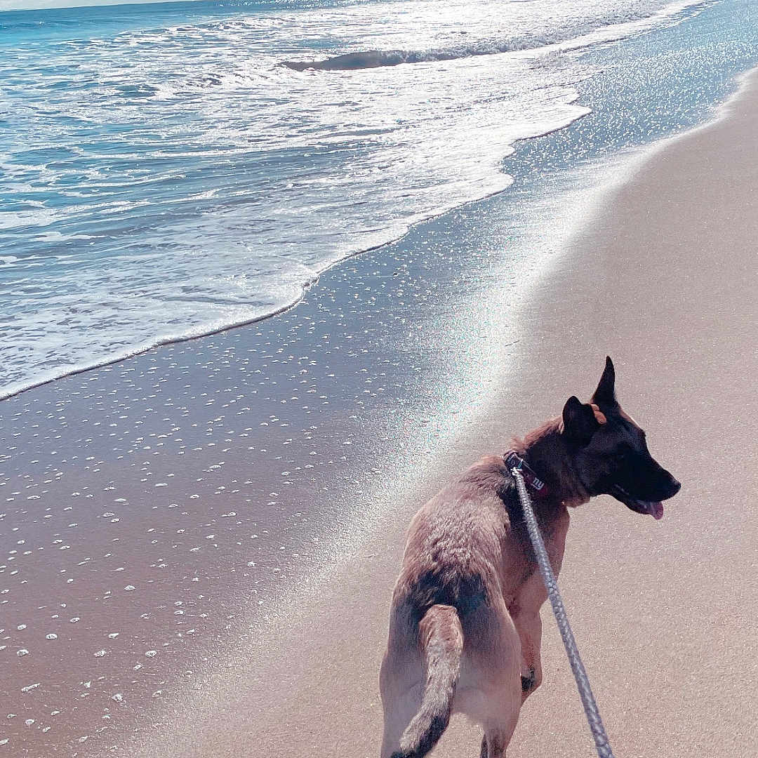 Vito is registered to the contest to win money with this photo: accessories, animal, beach, canine, coast, dog, face, horizon, husky, leash, nature, outdoors, pet, photography, puppy, sea, shoreline, sky, strap, water