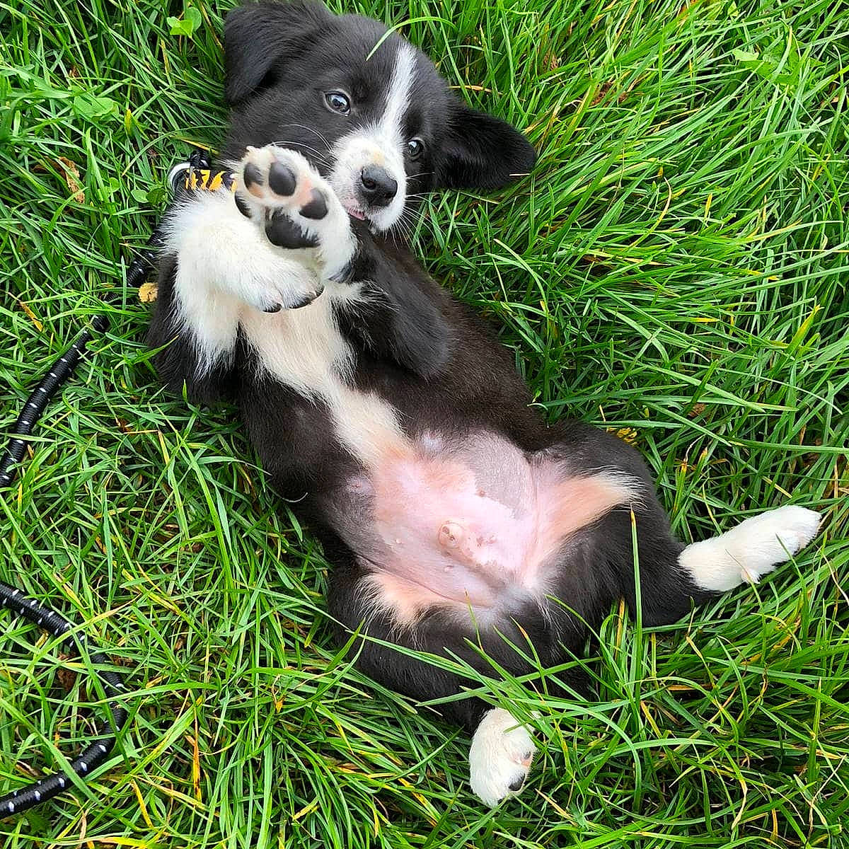 Shadow a rejoint le concours — aidez-le/la à gagner de superbes lots ! australian_collie, australian_shepherd, border_collie, canidae, carnivore, companion_dog, dog, dog_breed, english_shepherd, grass, mammal, mcnab, plant, puppy, rare_breed_dog, sporting_group, stabyhoun, vertebrate, welsh_sheepdog, working_dog