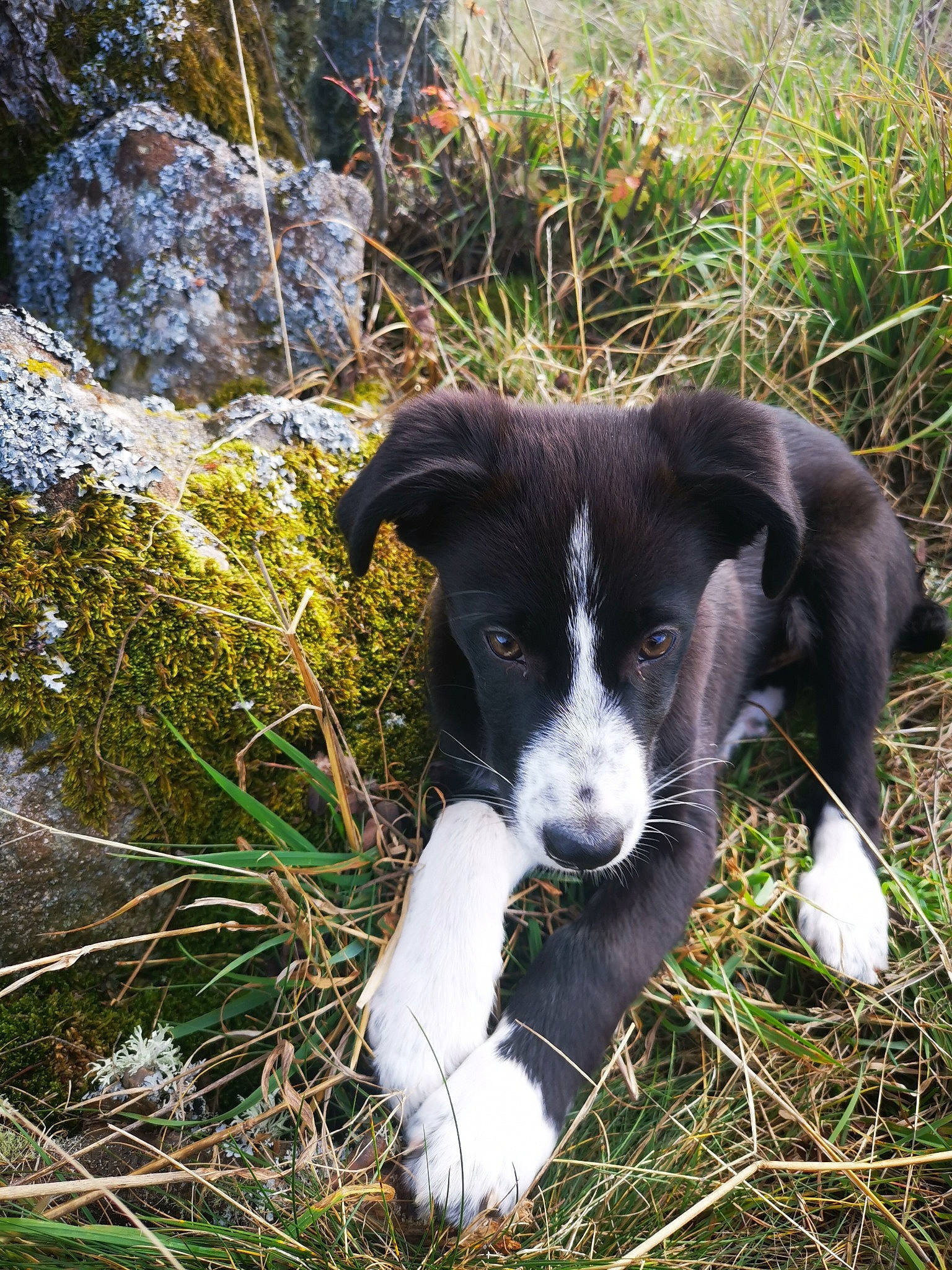 Shadow participe au concours pour gagner de l'argent avec cette photo : borador, border_collie, canidae, carnivore, dog, dog_breed, herding_dog, karelian_bear_dog, mammal, mcnab, plant, sporting_group, stabyhoun, vertebrate