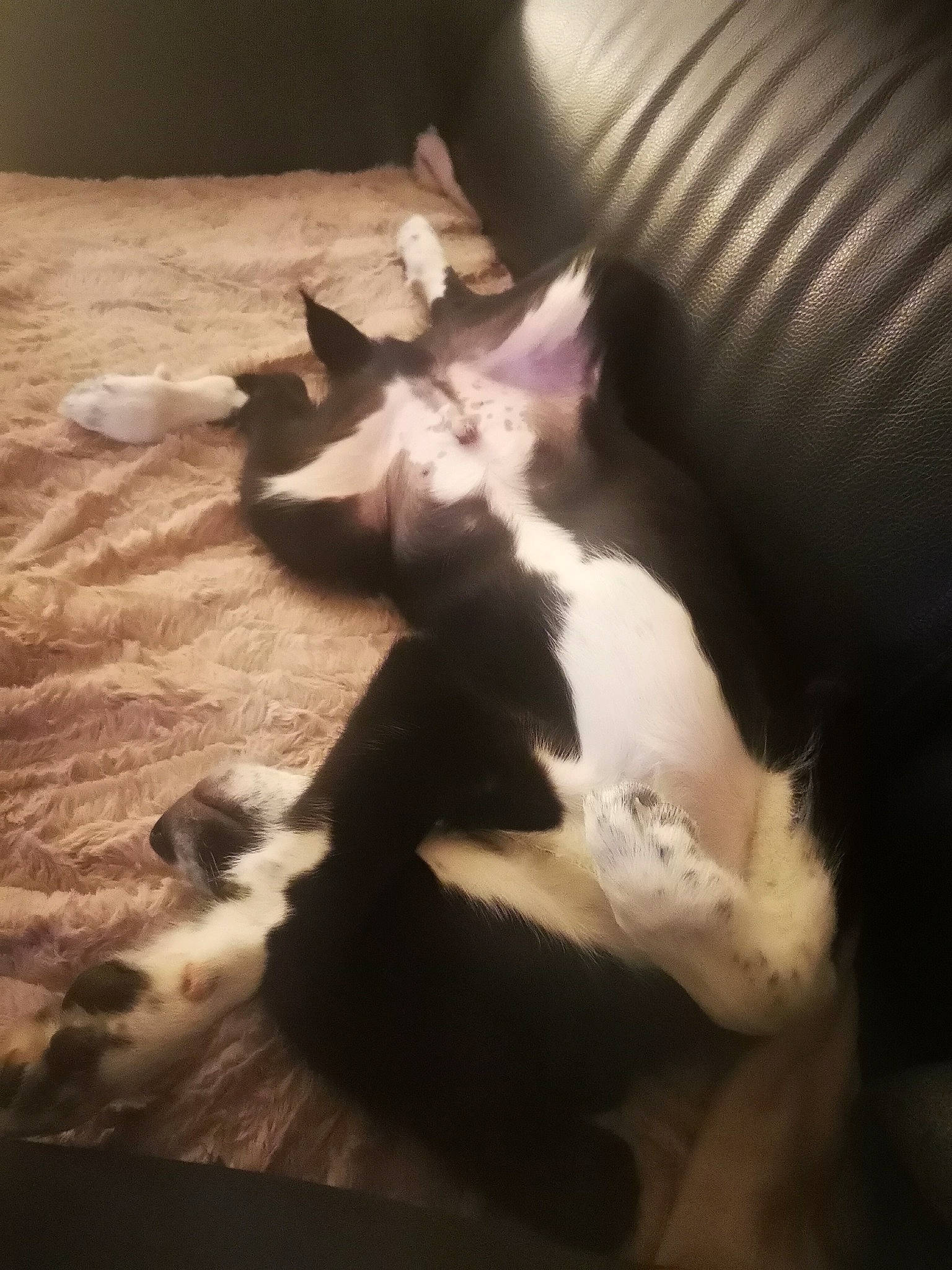 Shadow a rejoint le concours — aidez-le/la à gagner de superbes lots ! boston_terrier, canidae, carnivore, cat, cloud, dog, dog_breed, fox_terrier, meteorological_phenomenon, nap, non_sporting_group, paw, puppy, sky, tail, toy_dog