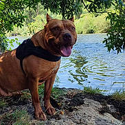 Leyka participe au concours pour gagner de l'argent avec cette photo : dog, brown_dog, river, water, outdoors, nature, park, shoreline, grass, trees, foliage, harness, sitting, tongue_out, portrait, pet, animal, sunlight, landscape, happy
