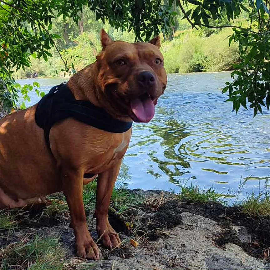 Leyka participe au concours pour gagner de l'argent avec cette photo : dog, brown_dog, river, water, outdoors, nature, park, shoreline, grass, trees, foliage, harness, sitting, tongue_out, portrait, pet, animal, sunlight, landscape, happy