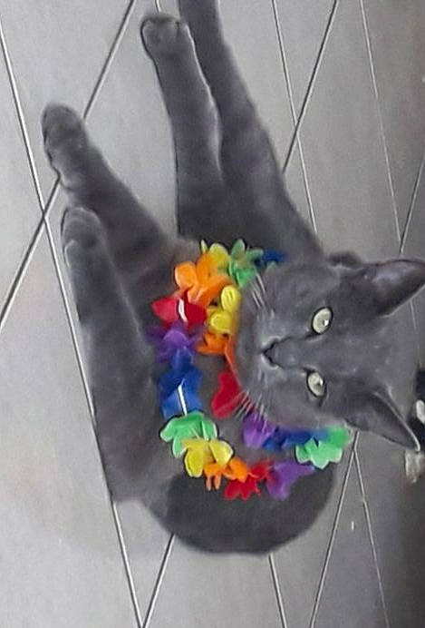 Pixel participe au concours pour gagner de l'argent avec cette photo : black_cat, british_shorthair, carnivore, cat, chartreux, domestic_short_haired_cat, felidae, glove, hand, kitten, korat, plant, play, russian_blue, small_to_medium_sized_cats, tail, whiskers