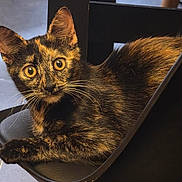 Caline a rejoint le concours — aidez-le/la à gagner de superbes lots ! animal, animal_face, black_chair, cat, chair, close_up, curious, domestic_cat, ears, eyes, feline, fur, indoor, looking, lying_down, pet, portrait, resting, tortoiseshell, whiskers