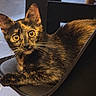 animal, animal_face, black_chair, cat, chair, close_up, curious, domestic_cat, ears, eyes, feline, fur, indoor, looking, lying_down, pet, portrait, resting, tortoiseshell, whiskers