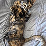 Caline participe au concours pour gagner de l'argent avec cette photo : animal, blanket, cat, cute, domestic_animal, feline, fur, indoor, looking_at_camera, lying_down, pet, playful, relaxed, resting, soft_lighting, tail, texture, tortoiseshell_cat, watermark, whiskers