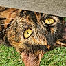 Caline participe au concours pour gagner de l'argent avec cette photo : animal, cat, close_up, curious, ears, eye_contact, fur, grass, head, hiding, nature, outdoor, peeking, pet, playful, portrait, texture, tortoiseshell, whiskers, yellow_eyes
