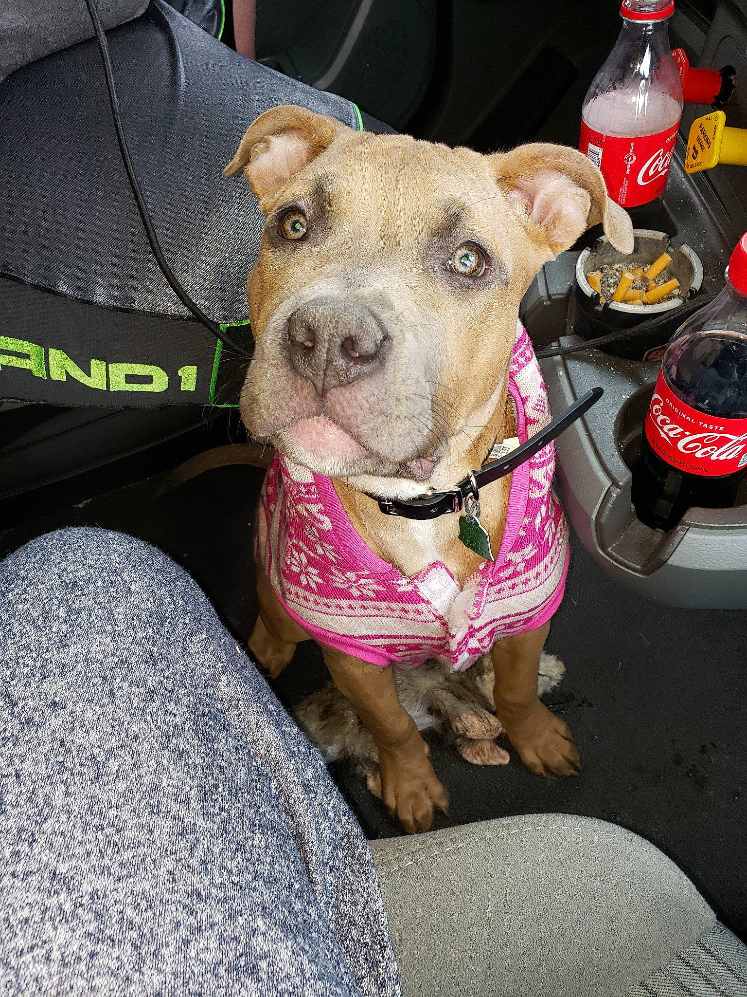 Luna is registered to the contest to win money with this photo: american_pit_bull_terrier, american_staffordshire_terrier, canidae, carnivore, collar, companion_dog, dog, dog_breed, dog_collar, fawn, mammal, non_sporting_group, pit_bull, snout, sporting_group, staffordshire_bull_terrier