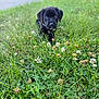 adorable, animal, black_dog, close_up, clover, curious, cute, daylight, dog, field, flowers, fur, grass, greenery, nature, outdoor, pet, puppy, small, young