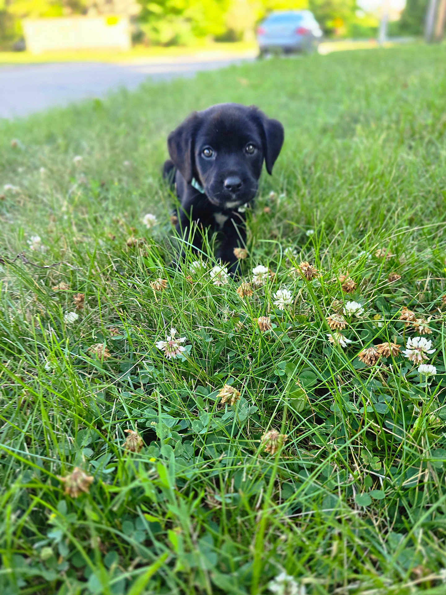 Iris