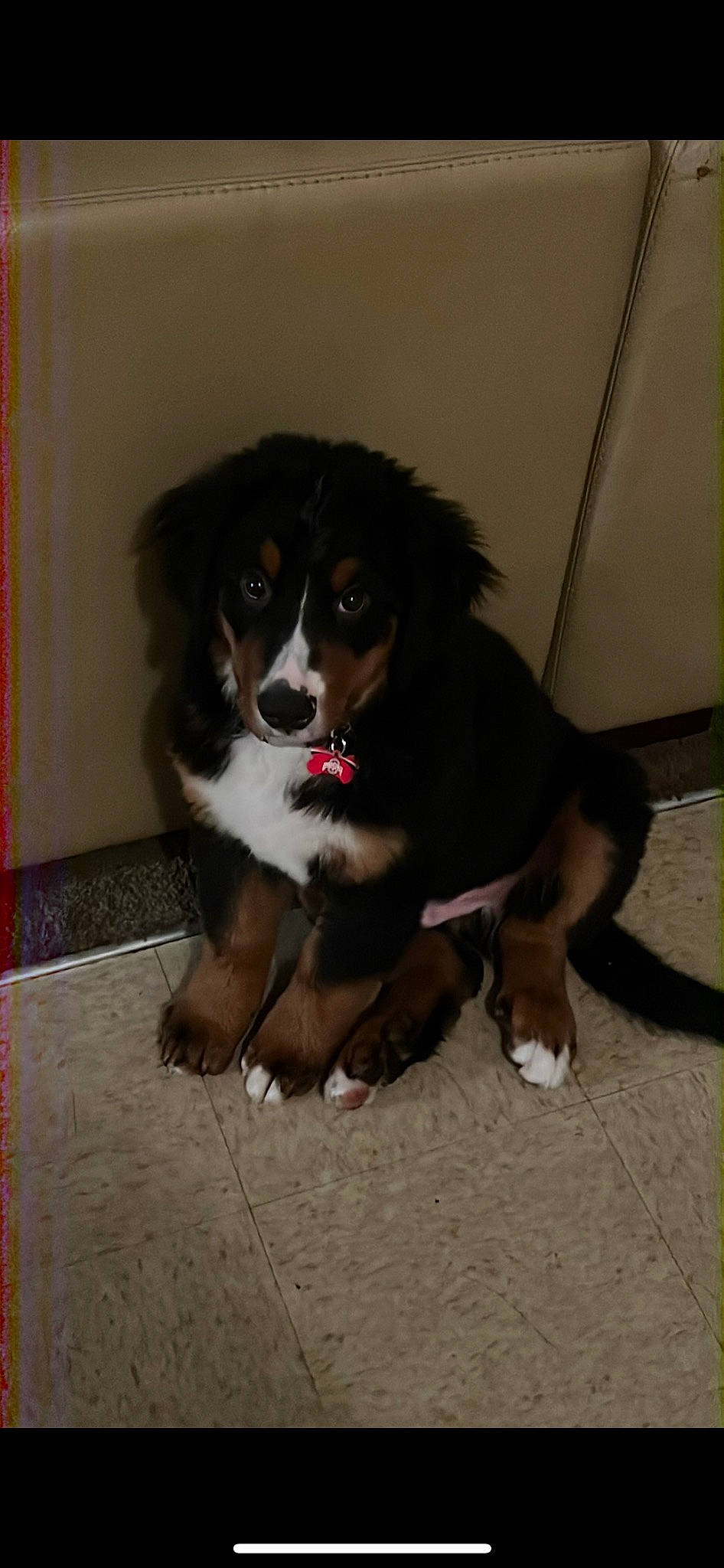 Bear joined the competition — help win amazing prizes! canidae, carnivore, companion_dog, dog, dog_breed, flooring, fur, herding_dog, sporting_group, terrestrial_animal, working_animal, working_dog