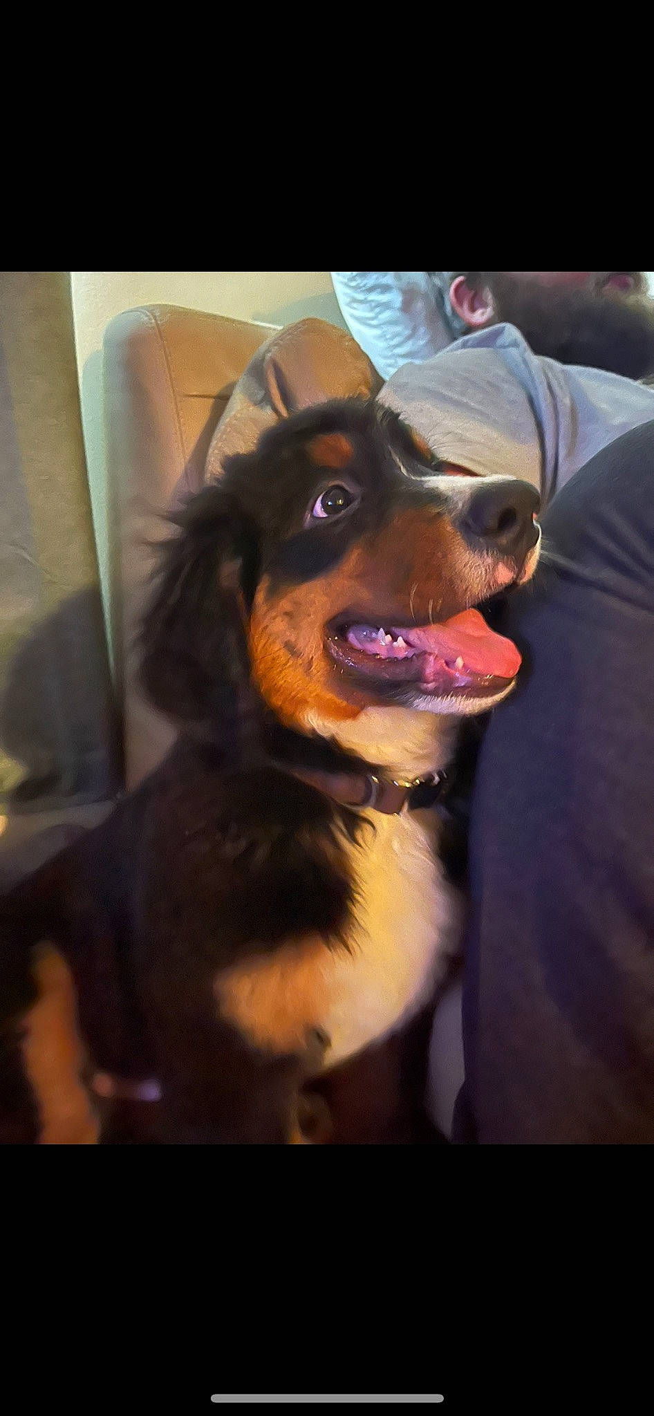 Bear joined the competition — help win amazing prizes! canidae, carnivore, collar, companion_dog, dog, dog_breed, dog_collar, fur, guard_dog, happy, herding_dog, snout, sporting_group, whiskers, working_animal, working_dog