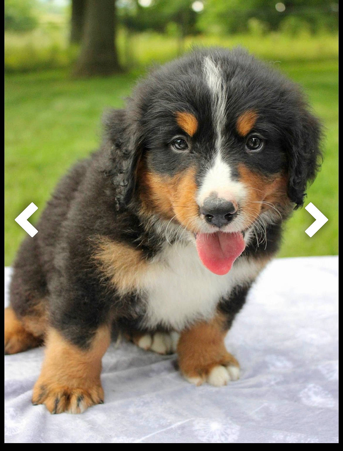 Bear is registered to the contest to win money with this photo: bernese_mountain_dog, canidae, carnivore, companion_dog, dog, dog_breed, grass, plant, sharing, sporting_group, terrestrial_animal, tree, working_dog