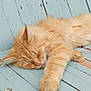 cat, sleeping, orange_cat, fluffy, paw, wooden_surface, blue_paint, weathered, relaxation, pet, animal, fur, close_up, indoor, resting, cute, peaceful, feline, soft, calm