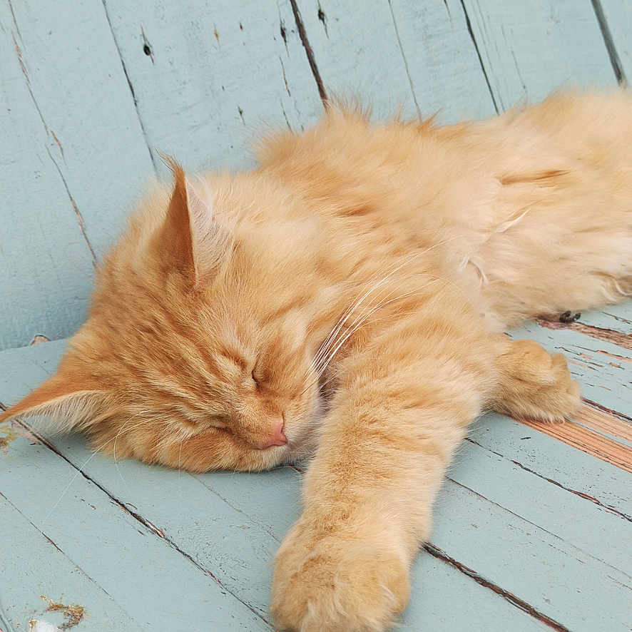 Sosh a rejoint le concours — aidez-le/la à gagner de superbes lots ! animal, blue_paint, calm, cat, close_up, cute, feline, fluffy, fur, indoor, orange_cat, paw, peaceful, pet, relaxation, resting, sleeping, soft, weathered, wooden_surface
