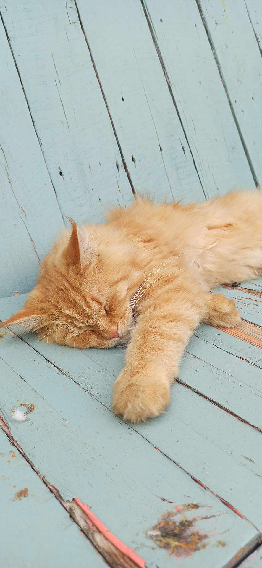 Sosh a rejoint le concours — aidez-le/la à gagner de superbes lots ! cat, sleeping, orange_cat, fluffy, paw, wooden_surface, blue_paint, weathered, relaxation, pet, animal, fur, close_up, indoor, resting, cute, peaceful, feline, soft, calm
