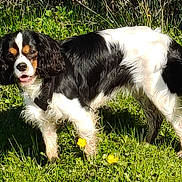 Ariel a rejoint le concours — aidez-le/la à gagner de superbes lots ! dog, grass, outdoor, sunlight, flower, nature, pet, animal, black_and_white, canine, field, playful, fur, tail, ears, daylight, greenery, walking, alert, cute
