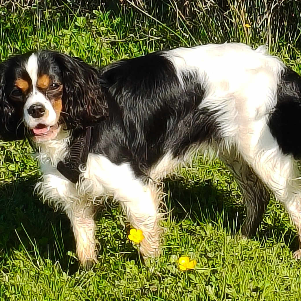 Ariel a rejoint le concours — aidez-le/la à gagner de superbes lots ! dog, grass, outdoor, sunlight, flower, nature, pet, animal, black_and_white, canine, field, playful, fur, tail, ears, daylight, greenery, walking, alert, cute