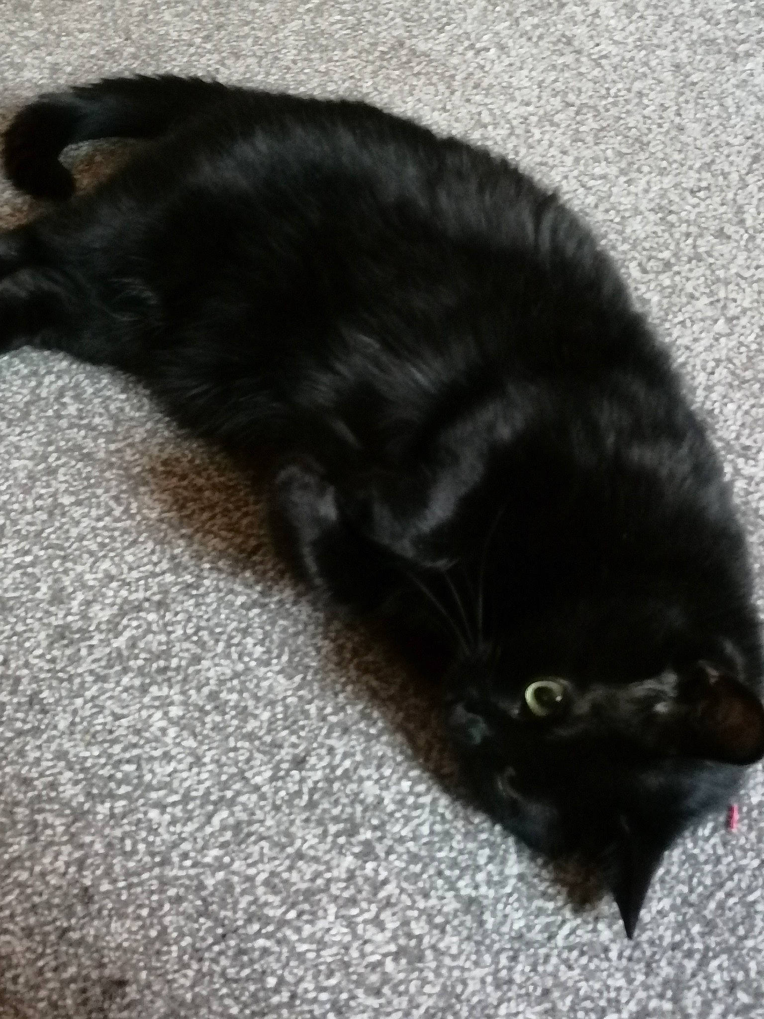 Satan joined the competition — help win amazing prizes! black, black_cat, bombay, carnivore, cat, comfort, felidae, fur, organism, shadow, small_to_medium_sized_cats, snout, tail, terrestrial_animal, vertebrate, whiskers