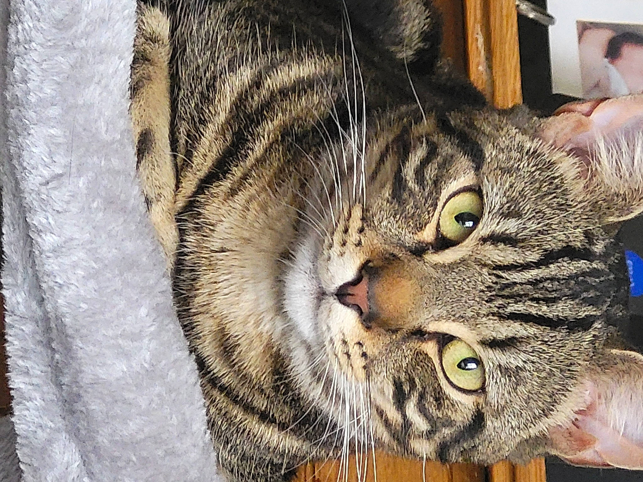 Tig joined the competition — help win amazing prizes! carnivore, cat, cat_supply, domestic_short_haired_cat, eye, felidae, fur, hat, small_to_medium_sized_cats, snout, terrestrial_animal, whiskers, wildlife