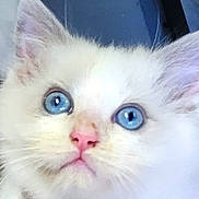 Babar participe au concours pour gagner de l'argent avec cette photo : adorable, animal, blue_eyes, cat, close_up, curious, cute, ears, face, feline, fluffy, indoor, kitten, pet, pink_nose, portrait, soft_light, whiskers, white_fur, young_cat