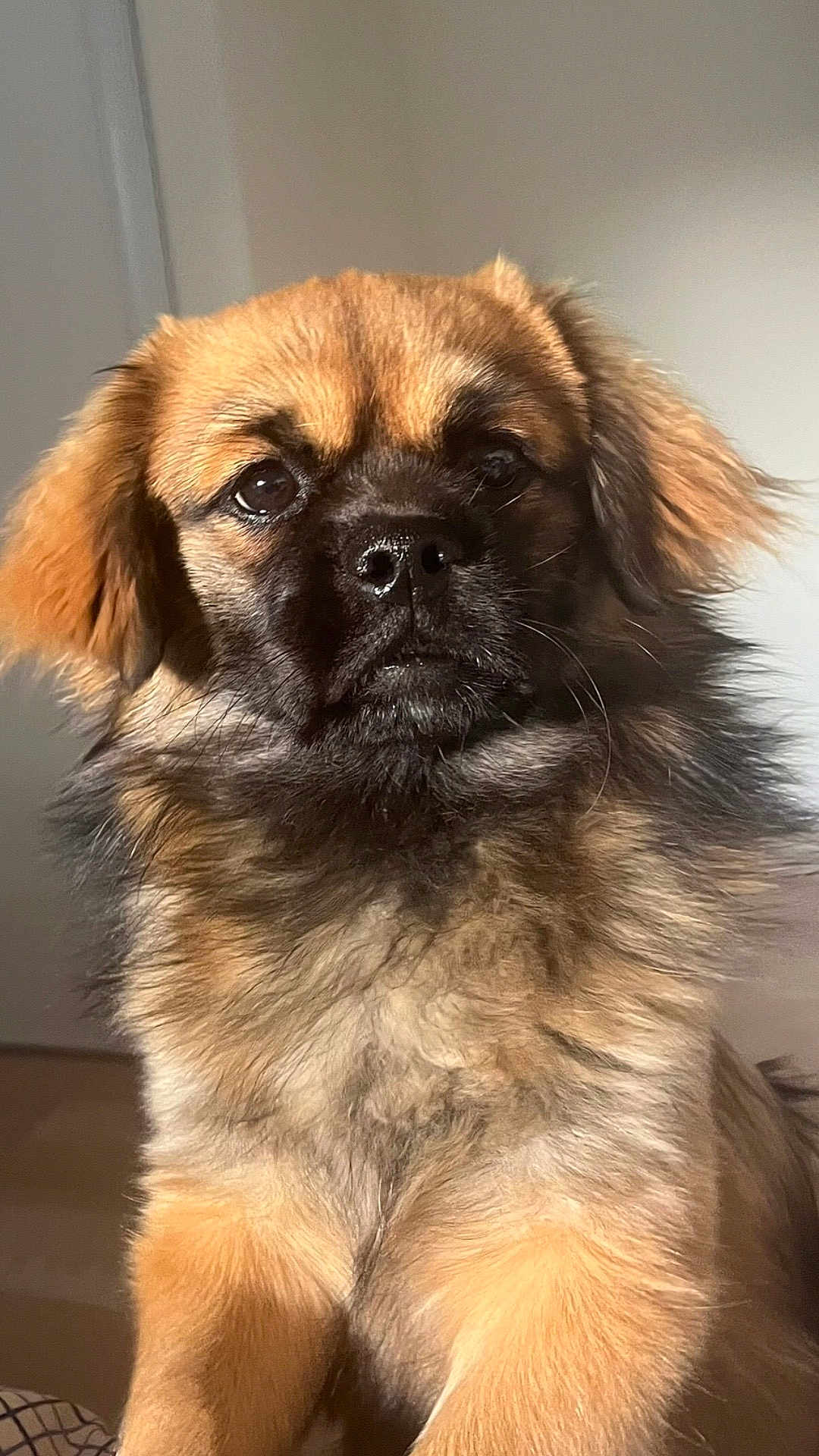 Vario participe au concours pour gagner de l'argent avec cette photo : dog, puppy, fluffy, brown_fur, black_fur, pet, animal, cute, indoors, portrait, close_up, furry, young, canine, mammal, looking, face, ears, whiskers, nose