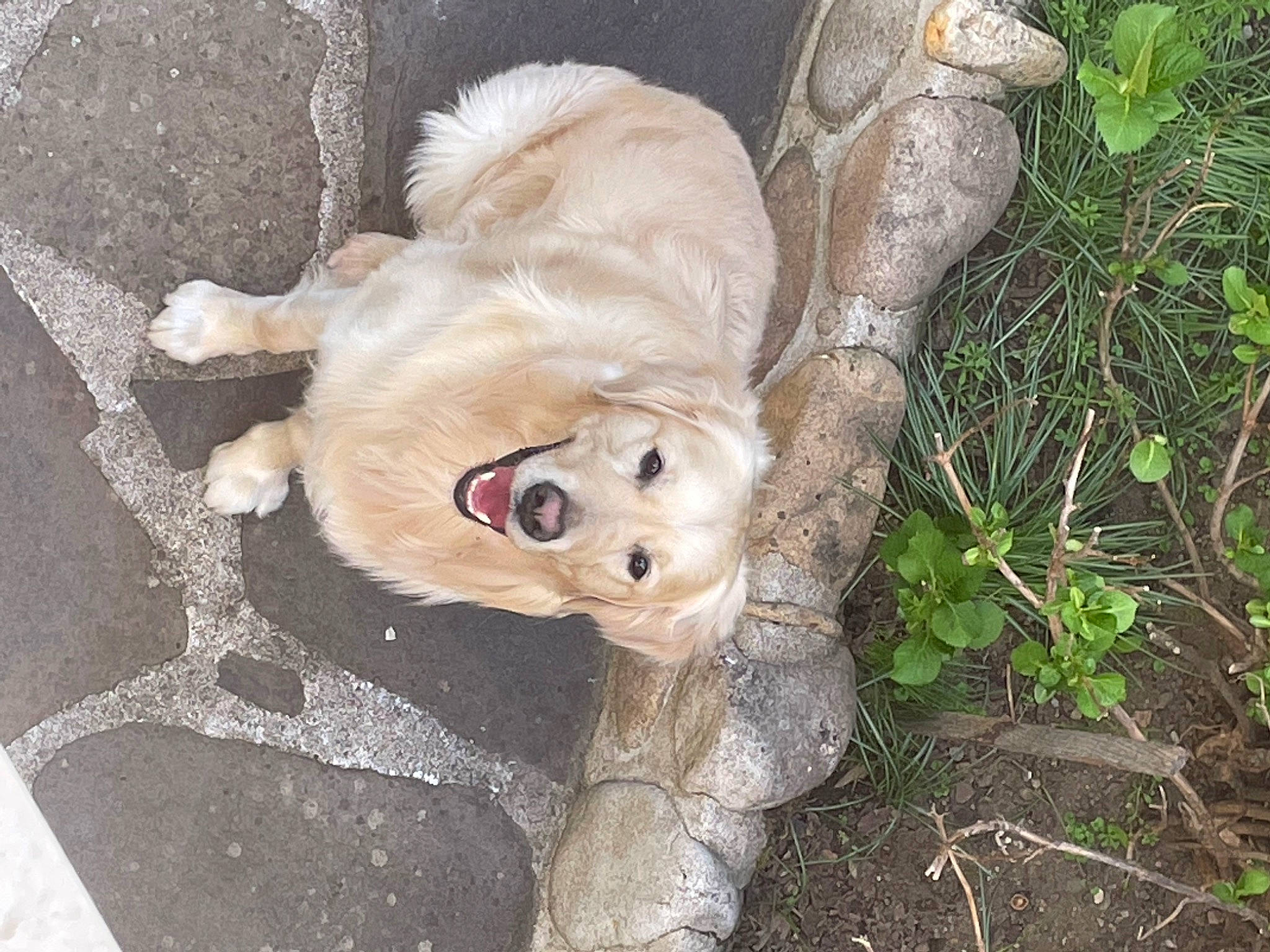 Ostin participe au concours pour gagner de l'argent avec cette photo : biting, canidae, carnivore, companion_dog, dog, dog_breed, dog_supply, fawn, fur, grass, liver, paw, plant, snout, sporting_group, tail, terrestrial_animal, toy, whiskers, working_animal