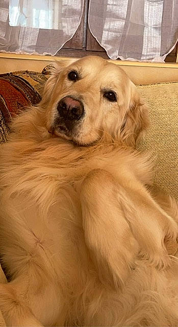 Ostin participe au concours pour gagner de l'argent avec cette photo : ancient_dog_breeds, canidae, carnivore, companion_dog, dog, dog_breed, dog_collar, fawn, fur, golden_retriever, guard_dog, gun_dog, livestock_guardian_dog, natural_material, pet_supply, recreation, sporting_group, whiskers, working_animal, working_dog