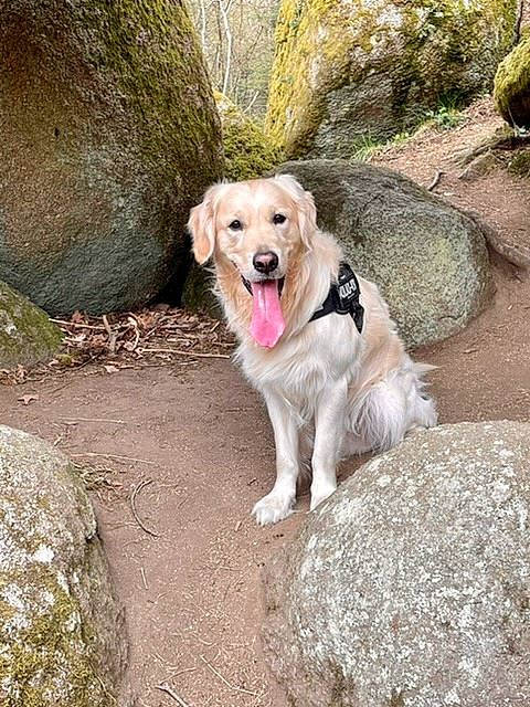 Ostin participe au concours pour gagner de l'argent avec cette photo : bedrock, canidae, carnivore, collar, companion_dog, dog, dog_breed, dog_collar, dog_supply, fawn, leash, plant, retriever, rock, snout, soil, sporting_group, tree, walking, working_animal