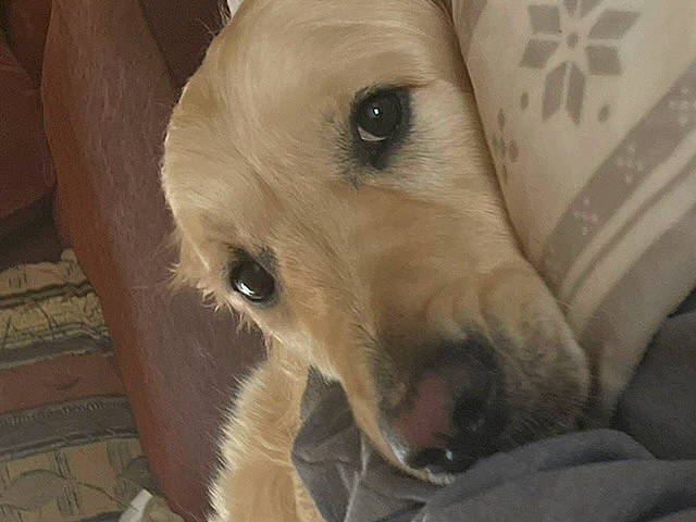 Ostin participe au concours pour gagner de l'argent avec cette photo : aircraft, canidae, carnivore, comfort, companion_dog, dog, dog_breed, ear, fawn, fur, non_sporting_group, paw, pet_supply, puppy_love, retriever, snout, sporting_group, whiskers, wood, working_animal