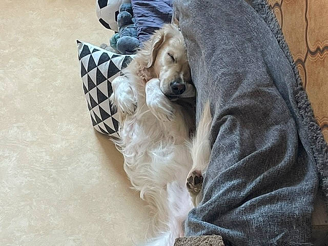 Ostin a rejoint le concours — aidez-le/la à gagner de superbes lots ! carnivore, companion_dog, dog, dog_breed, dog_clothes, dog_supply, fashion_accessory, fawn, feather, felidae, fur, fur_clothing, grey, snout, street_fashion, stuffed_toy, textile, toy, toy_dog, working_animal