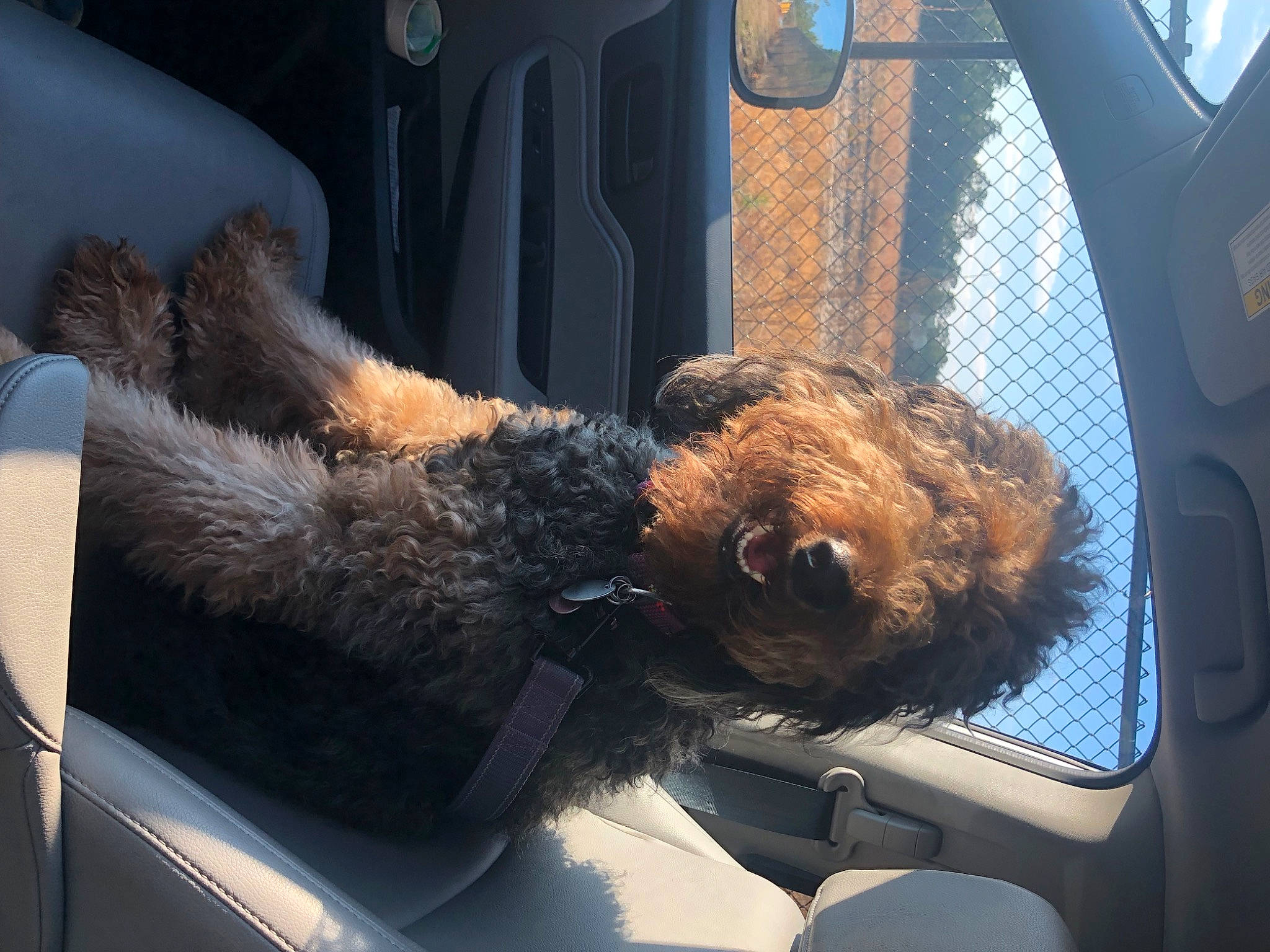 Gia joined the competition — help win amazing prizes! auto_part, automotive_exterior, automotive_mirror, automotive_window_part, car, car_seat, car_seat_cover, carnivore, companion_dog, dog, dog_breed, family_car, motor_vehicle, personal_luxury_car, snout, tints_and_shades, vehicle, vehicle_door, window, windshield