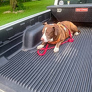 Tiko joined the competition — help win amazing prizes! dog, pickup_truck, truck_bed, orange_harness, leash, green_grass, tree, wooden_fence, toolbox, craftsman, outdoor, pet, animal, resting, canine, vehicle, daytime, nature, yard, relaxed