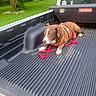 dog, pickup_truck, truck_bed, orange_harness, leash, green_grass, tree, wooden_fence, toolbox, craftsman, outdoor, pet, animal, resting, canine, vehicle, daytime, nature, yard, relaxed