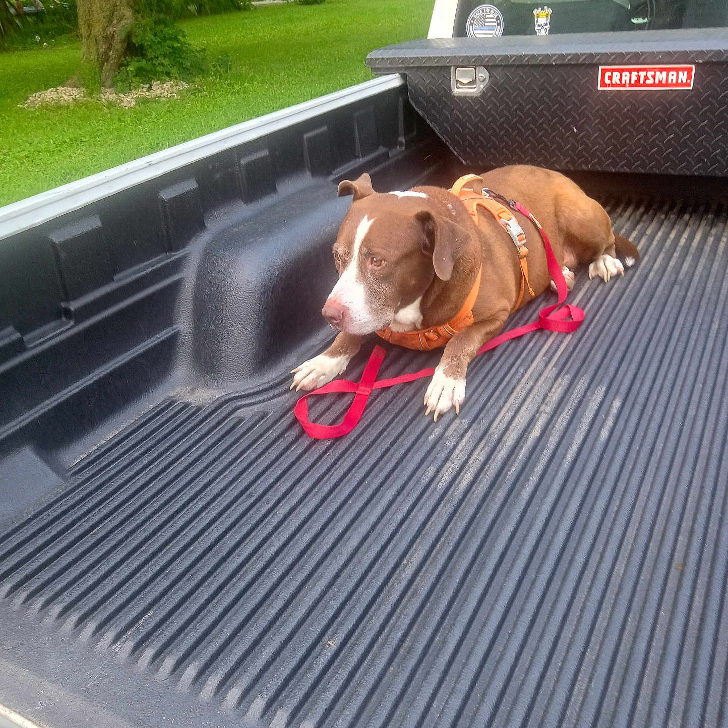 Tiko joined the competition — help win amazing prizes! dog, pickup_truck, truck_bed, orange_harness, leash, green_grass, tree, wooden_fence, toolbox, craftsman, outdoor, pet, animal, resting, canine, vehicle, daytime, nature, yard, relaxed