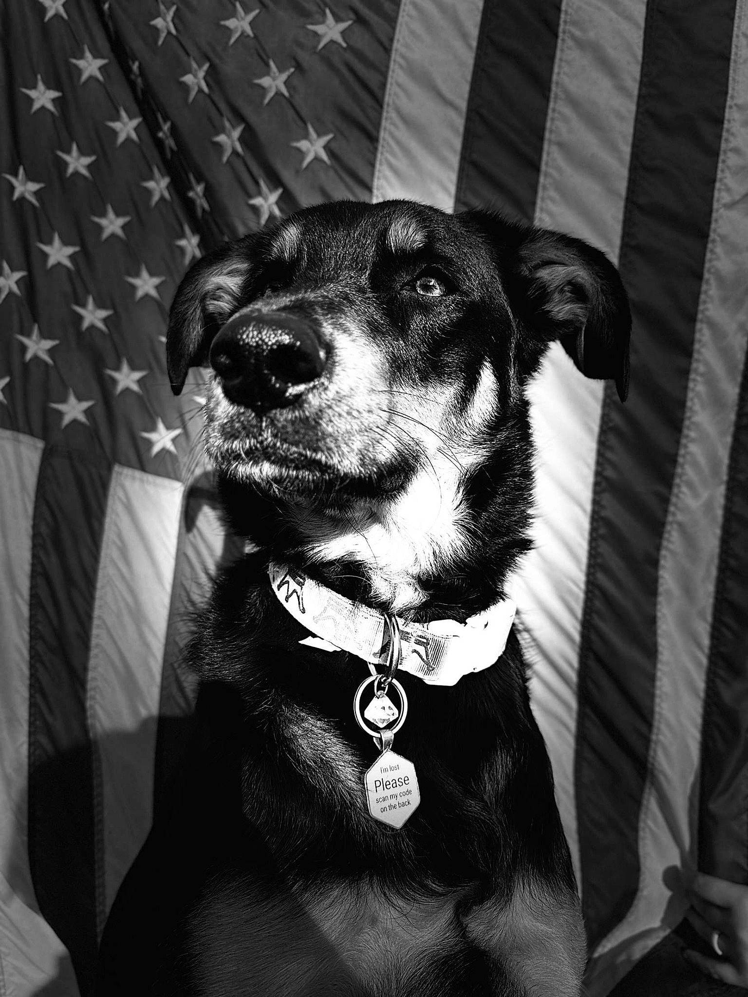 Thalia is registered to the contest to win money with this photo: black_and_white, carnivore, collar, companion_dog, dog, dog_breed, dog_collar, dog_supply, fur, grey, leash, monochrome, monochrome_photography, pet_supply, sleeve, snout, style, whiskers, working_animal