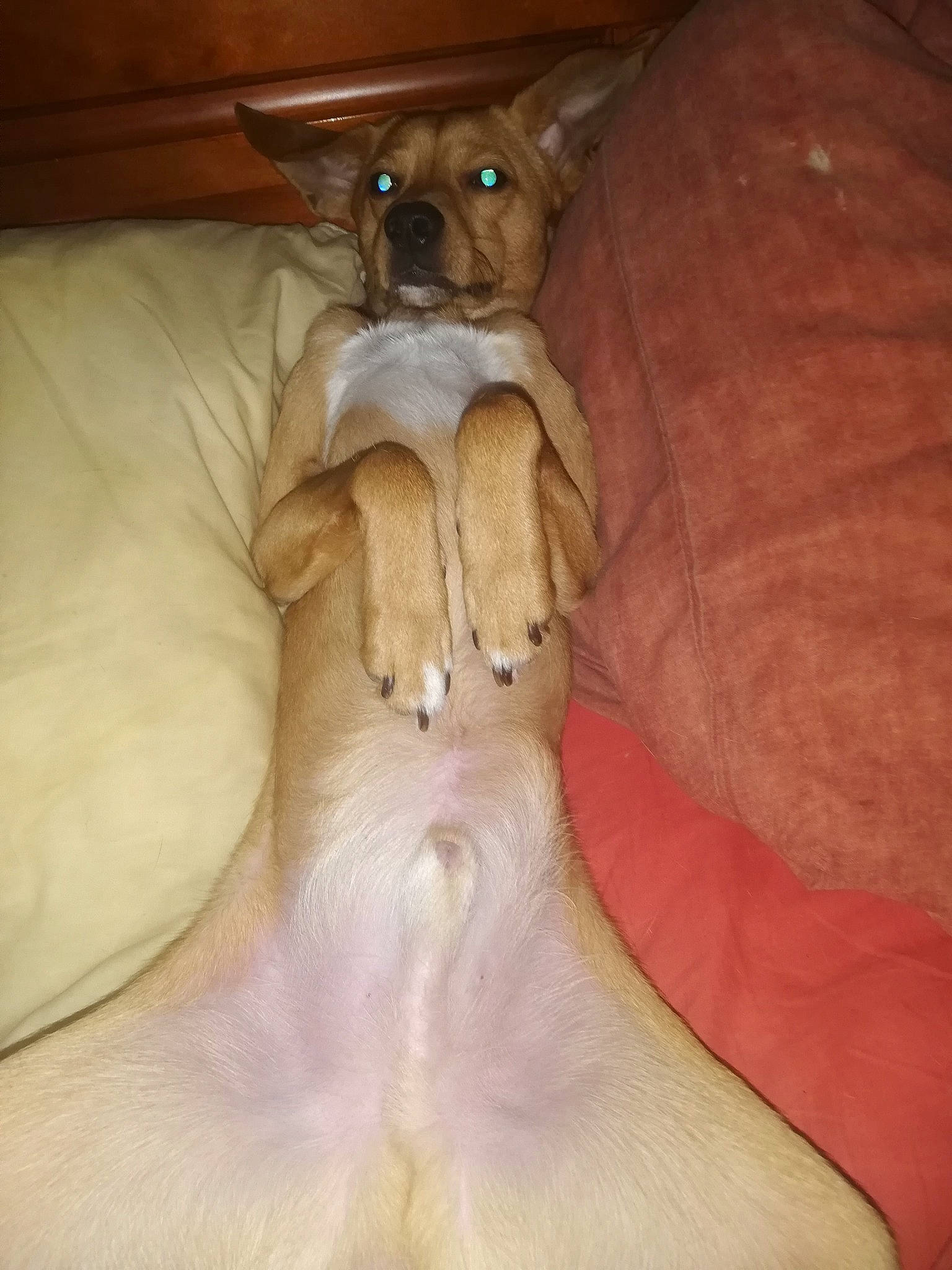 Boby a rejoint le concours — aidez-le/la à gagner de superbes lots ! canidae, carnivore, comfort, companion_dog, dog, dog_breed, dog_supply, ear, fawn, felidae, fur, liver, paw, small_to_medium_sized_cats, snout, sporting_group, tail, toy_dog, whiskers, working_animal