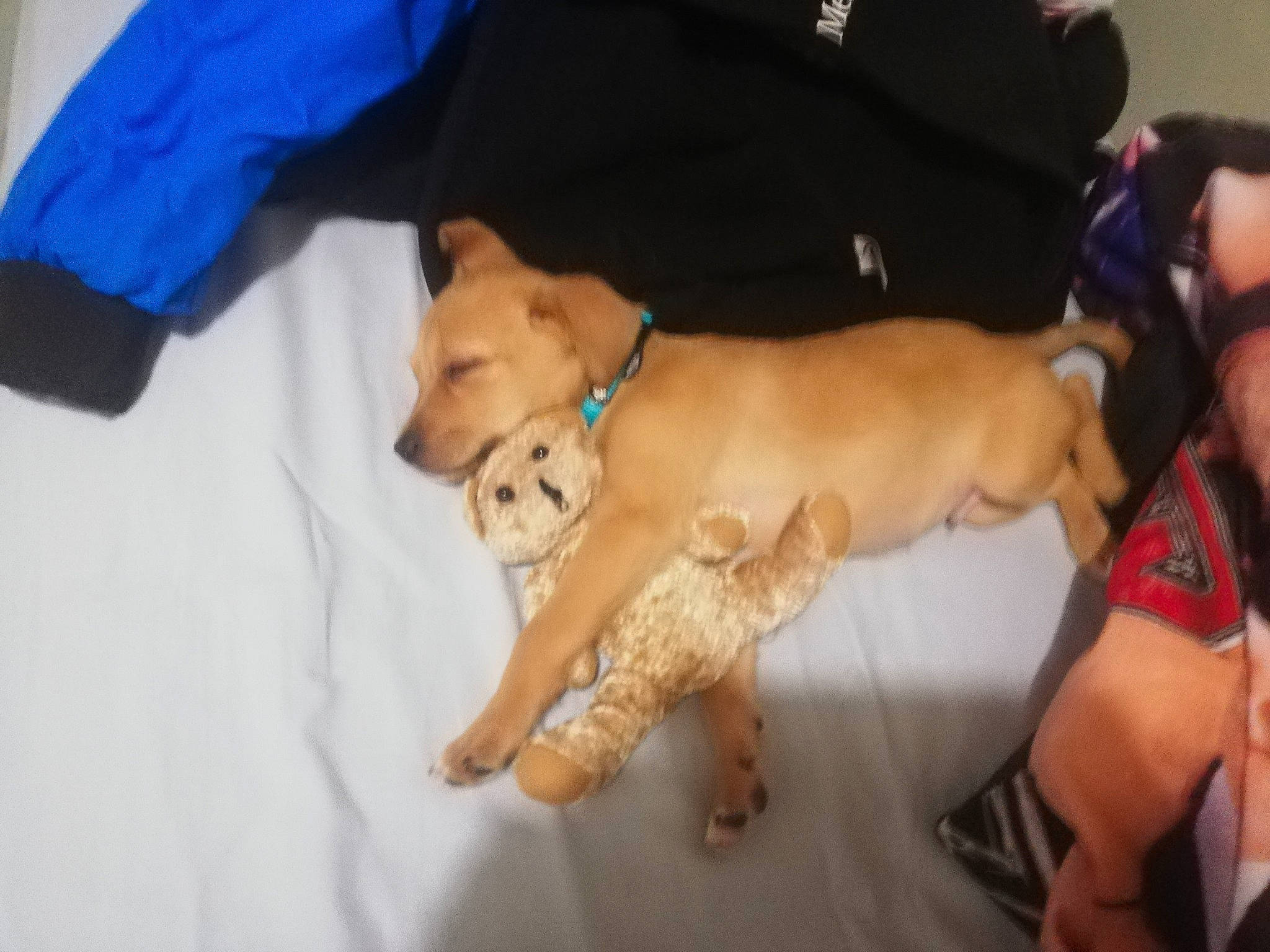 Boby participe au concours pour gagner de l'argent avec cette photo : canidae, carnivore, collar, companion_dog, dog, dog_breed, dog_collar, dog_supply, electric_blue, fawn, fur, non_sporting_group, paw, pet_supply, sleeve, snout, sporting_group, tail, thigh, working_animal