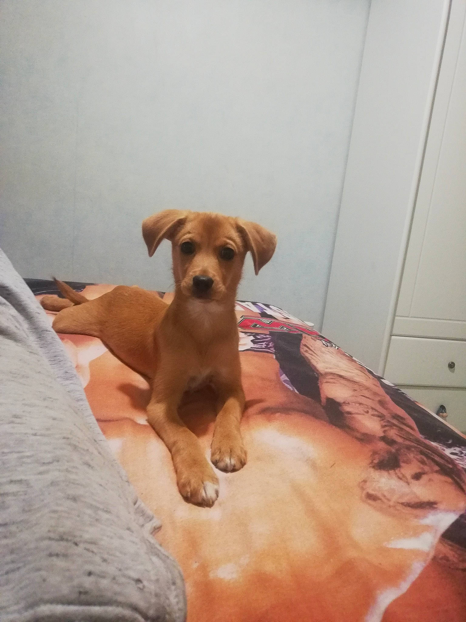 Boby a rejoint le concours — aidez-le/la à gagner de superbes lots ! canidae, carnivore, comfort, companion_dog, dog, dog_breed, dog_supply, door, fawn, floor, flooring, hardwood, liver, paw, pet_supply, snout, sporting_group, tail, wood, working_animal