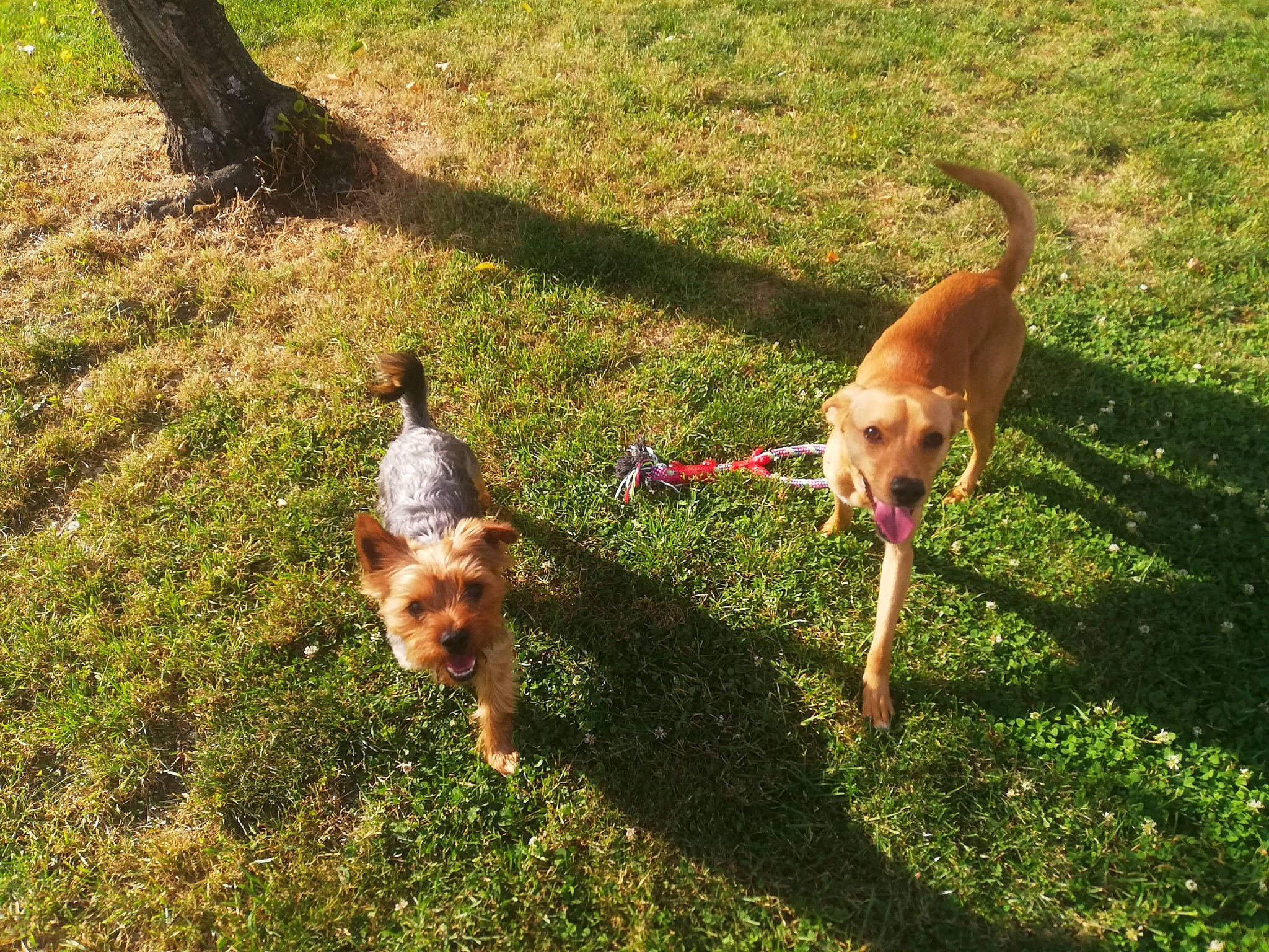 Boby a rejoint le concours — aidez-le/la à gagner de superbes lots ! carnivore, companion_dog, dog, dog_breed, fawn, grass, lawn, leash, plant, shadow, sporting_group, tail, terrier, toy_dog, tree, welsh_terrier, working_dog, yard